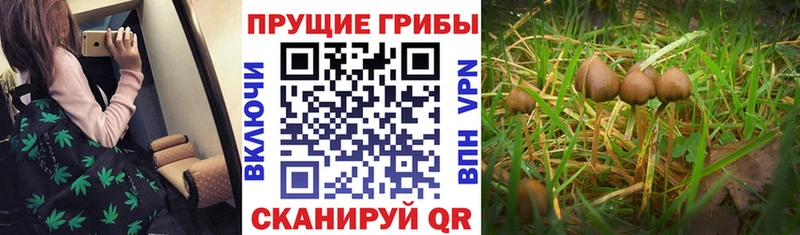 сайты даркнета клад  купить наркотики сайты  Чадан  Псилоцибиновые грибы GOLDEN TEACHER 